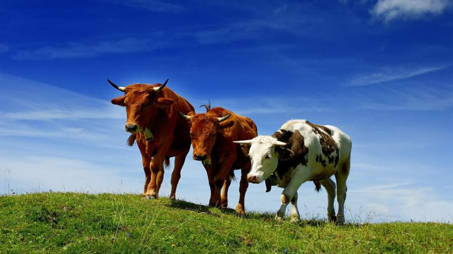В Татарстане содержащим коров сельчанам окажут финансовую поддержку 
